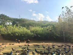 -西双版纳勐泐文化旅游区