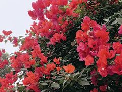 -广州市白云山风景名胜区