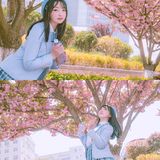 青岛超小众的樱花拍照地，重樱太美啦！而且没人哦！