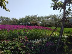 -亚龙湾国际玫瑰谷