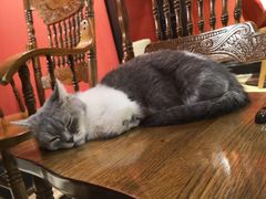 -猫色咖啡·猫咖
