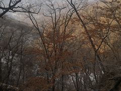 -天女山森林公园