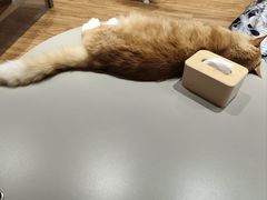 -MOCHA明星猫咖(田子坊店)