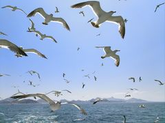 -海驴岛(荣成市)