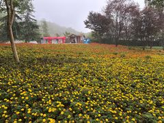 -铁山坪森林公园