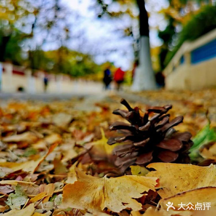 最美青岛🍁不一样的八大关秋景