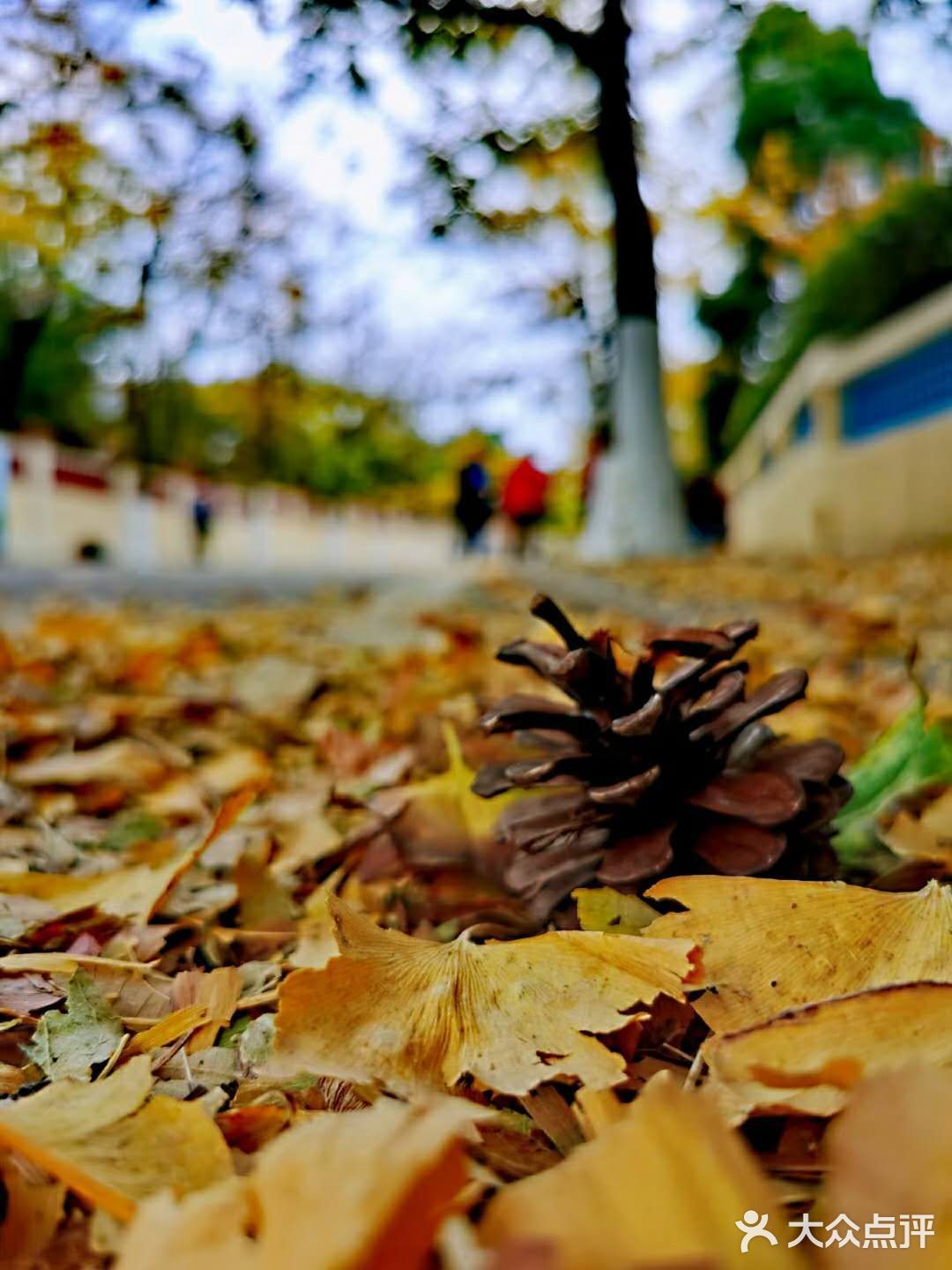 最美青岛🍁不一样的八大关秋景