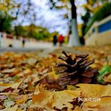 最美青岛🍁不一样的八大关秋景