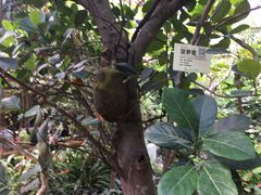 -呀路古热带植物园
