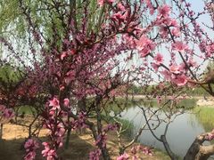 -大兴滨河森林公园