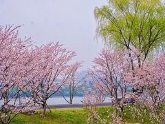 -羊山湖公园