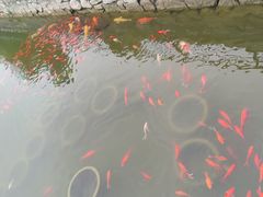 -石家庄市植物园