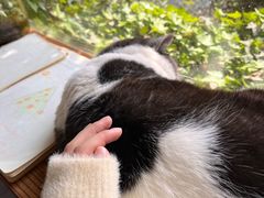 -海边的猫和咖啡馆