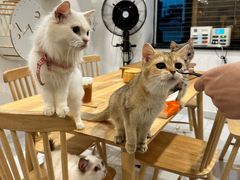 -楼上猫咖(罗湖店)