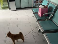 -嘉馨宠物医院·CT影像转诊·心脏科·犬猫全科诊疗中心(下沙大学城院区)