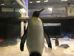 -悉尼海洋生物水族馆