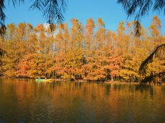 -上海海湾国家森林公园