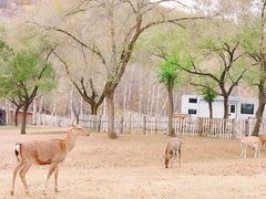 -塞罕坝国家级自然保护区