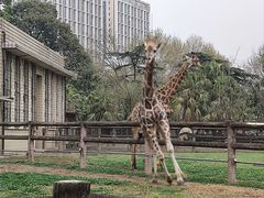 -成都动物园
