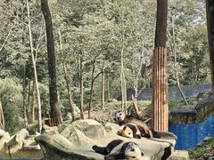 -中国大熊猫保护研究中心雅安碧峰峡基地