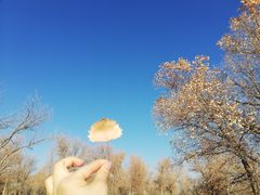 -金塔沙漠胡杨林景区
