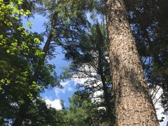 -五营红松林海景区