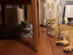 -babydoll猫舍·米努特·德文·缅因(久光中心店)