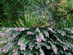-杭州植物园