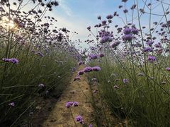 -西京湾花海