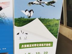 -盐城丹顶鹤湿地生态旅游区