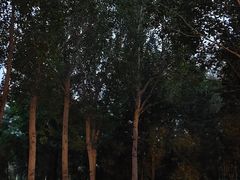 -万泉公园