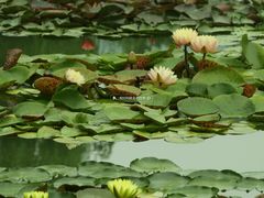 -国家植物园南园