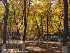 -大兴滨河森林公园