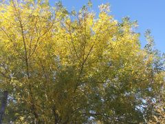 -王记西鎮电烤肉(汶上路店)