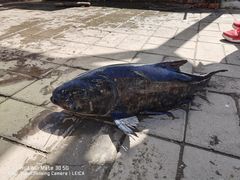 -姥家大锅台水库渔家