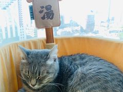 -Catmate·猫肥家润(金润铂宫店)