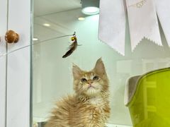 -青奢宠物·青奢猫舍