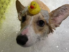 -PETKIT 小佩宠物·低压洗护·美容·寄养(安远店)