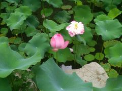 -镇江市南山风景名胜区竹林景区