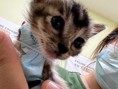 -瑞鹏宠物医院·骨科·猫科·内科(第一中心)