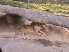 -北京野生动物园