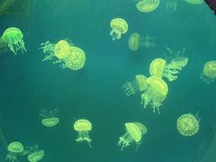 -海合安武汉极地海洋公园