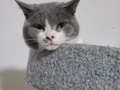 -宠福鑫康馨动物医院·骨科·眼科