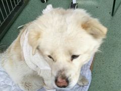 -康乐宝动物医院