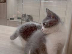 -飞行喵MR PILOT|猫舍·猫咖(静安大融城店)