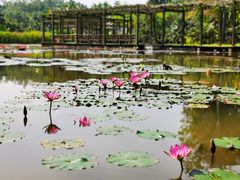 -中国科学院西双版纳热带植物园