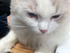 -瞄一喵猫咖(格力海岸店)