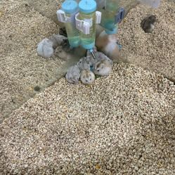 -神奇动物撸宠馆·羊驼·小浣熊·异宠(豫园店)
