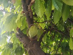 -Belice Chocolate Kingdom
