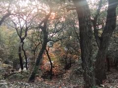-灵岩山风景区